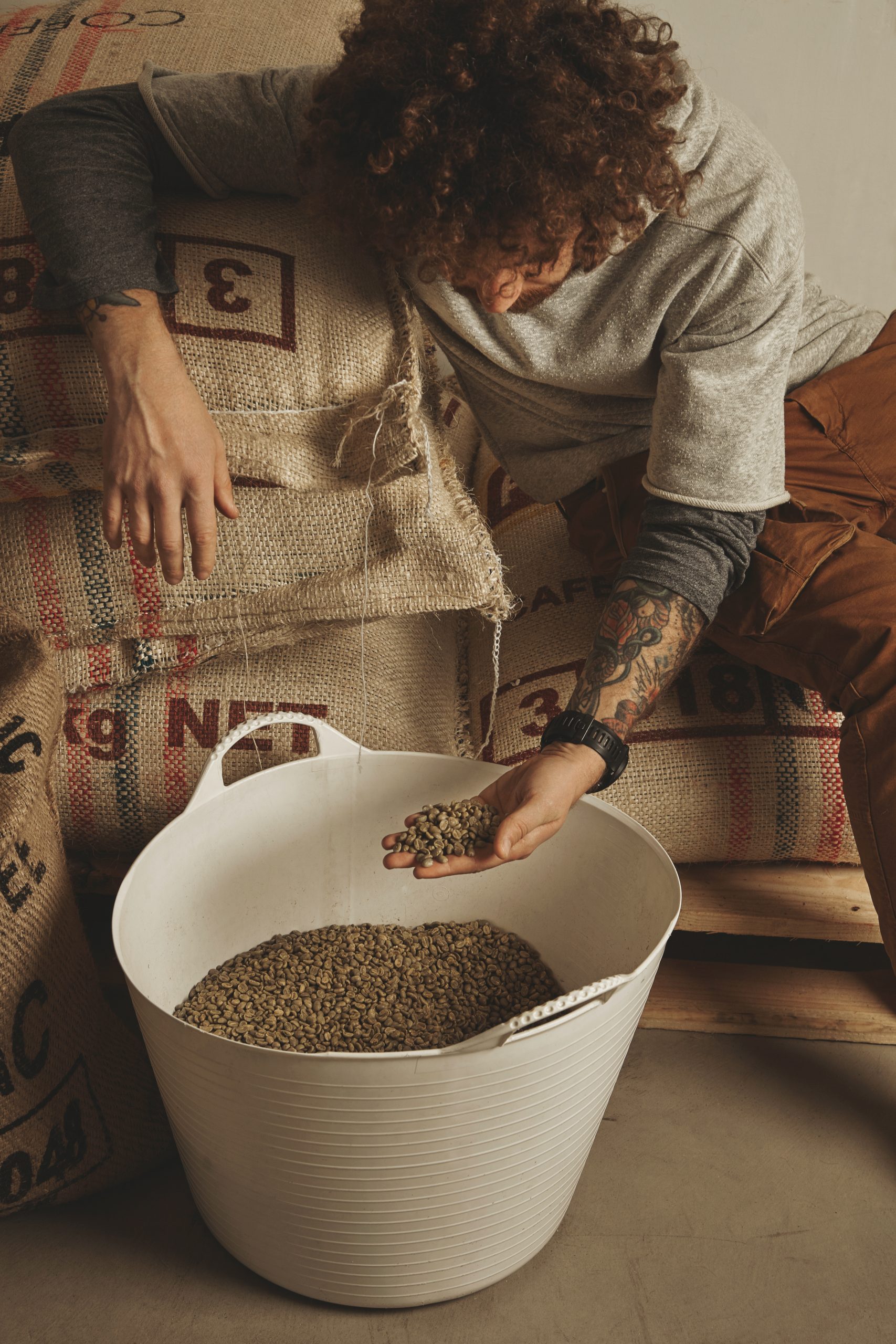 tattooed barista checks raw green coffee beans from white plasti